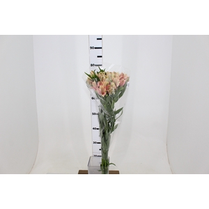 ALSTROEMERIA DIRTY DANCING 080 CM