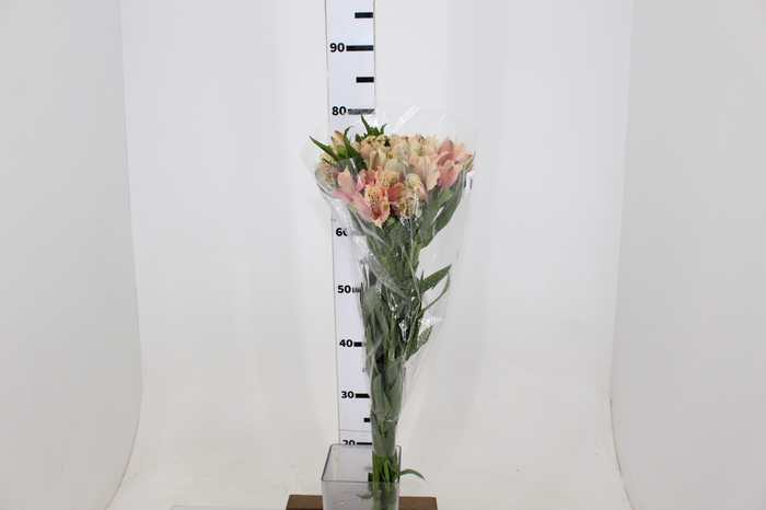 ALSTROEMERIA DIRTY DANCING 080 CM