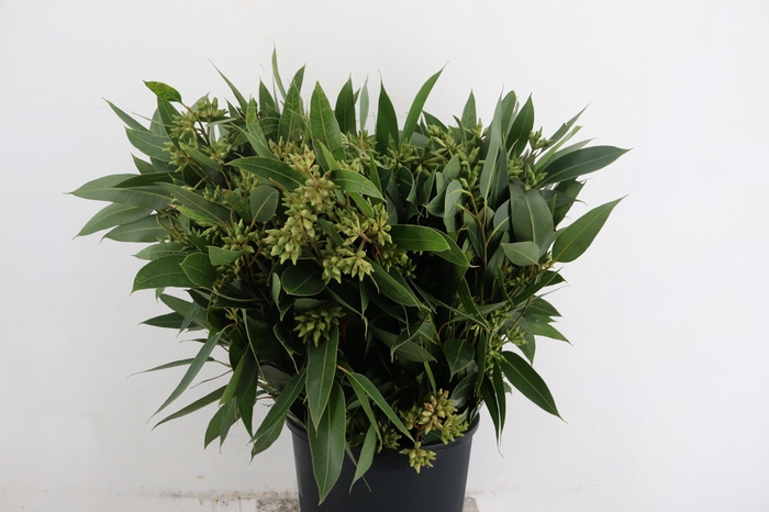 <h4>EUC ROBUSTA FOGLIA 400GR</h4>