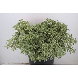 Pitto Nigra 150gr P Bunch