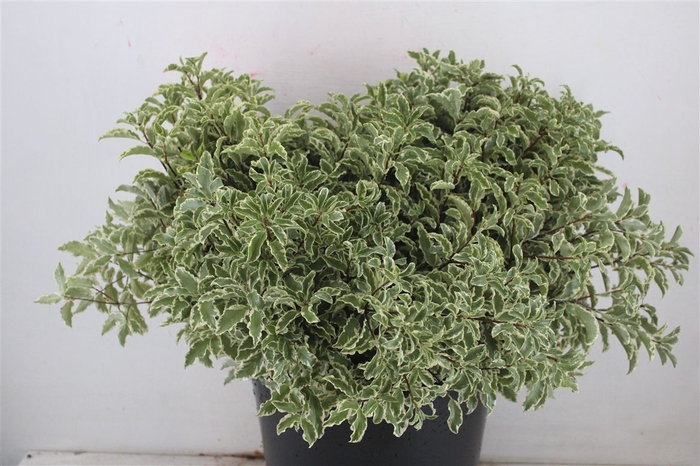 <h4>Pitto Nigra 150gr P Bunch</h4>