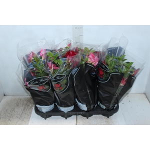 DIPLADENIA P15