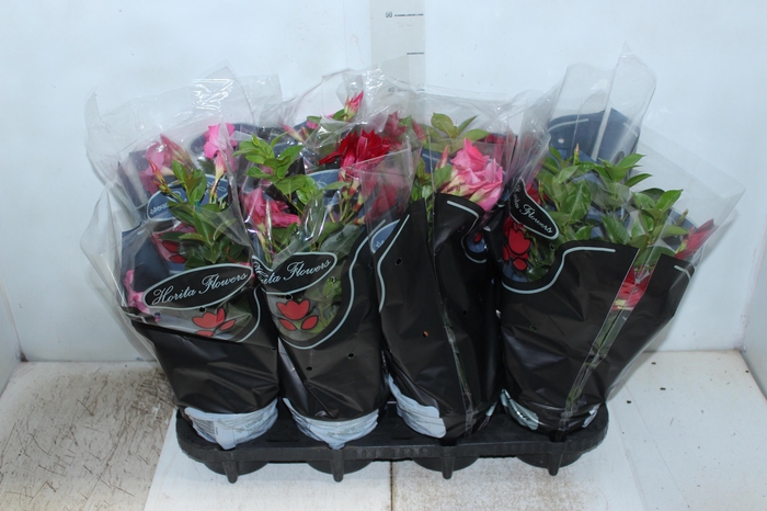 <h4>DIPLADENIA P15</h4>