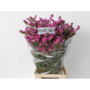 LIMONIUM SINUATUM 'RASPBERRY WINGS'