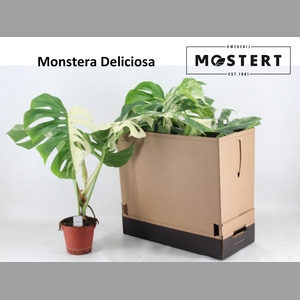 MONSTERA DEL VARIEGA