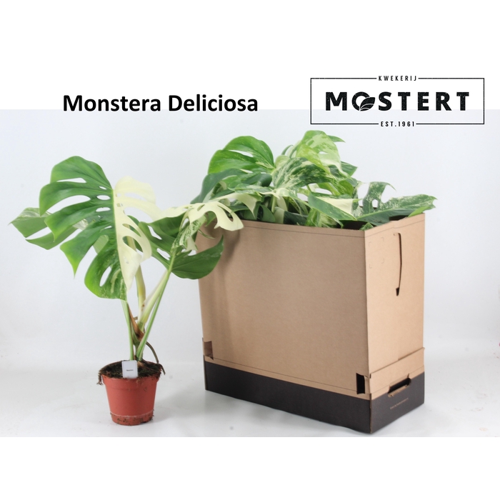 <h4>MONSTERA DEL VARIEGA</h4>