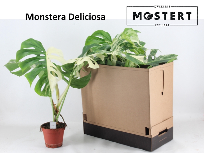 MONSTERA DEL VARIEGA