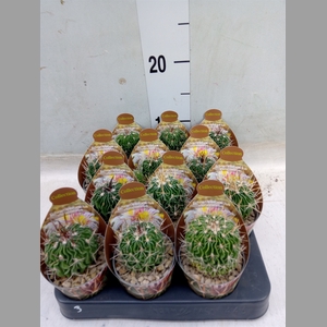 Stenocactus phyllacanthus