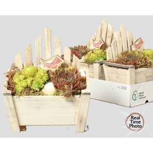 ARR SEMPERVIVUM