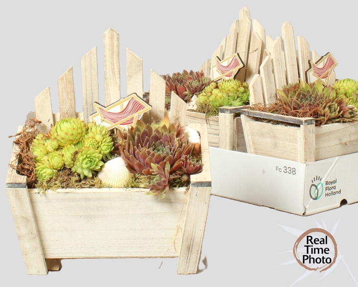 <h4>ARR SEMPERVIVUM</h4>