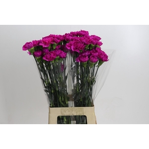 Dianthus St Tiepolo Fucsia