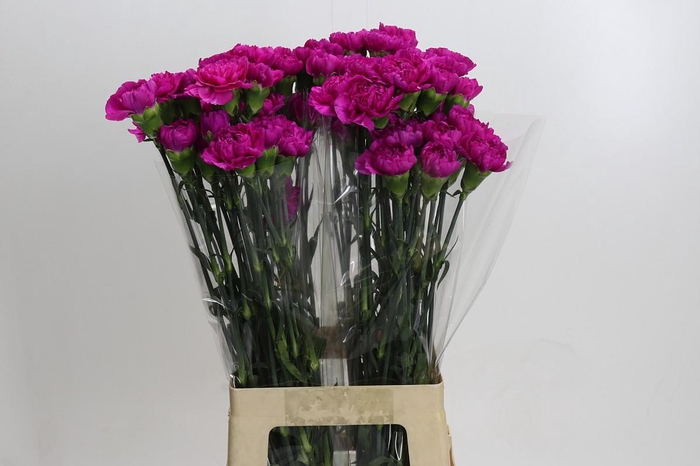 Dianthus St Tiepolo Fucsia