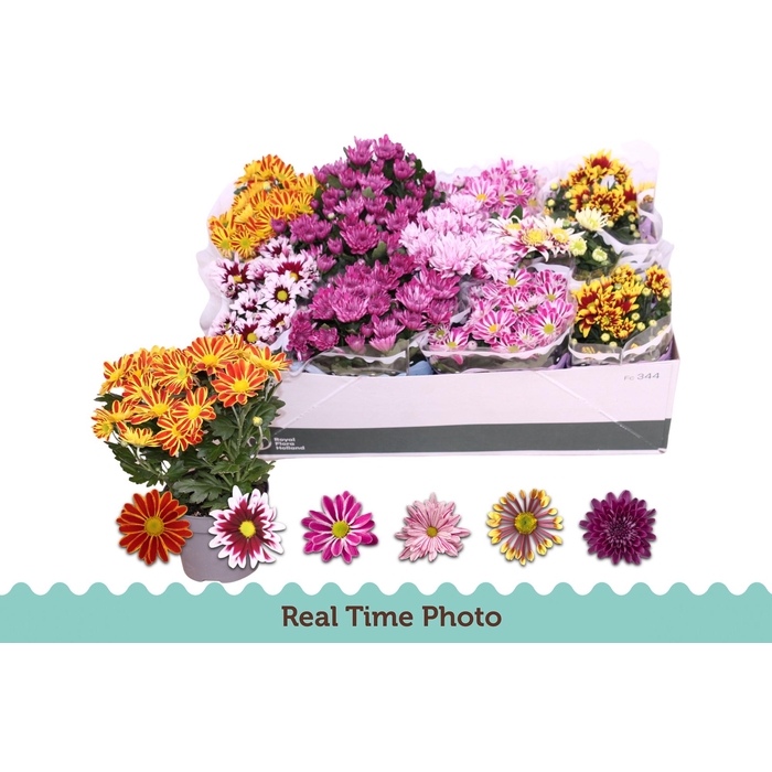 <h4>CHRYS GEM 6 KL</h4>