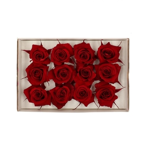 Preserved Rose 4cm
