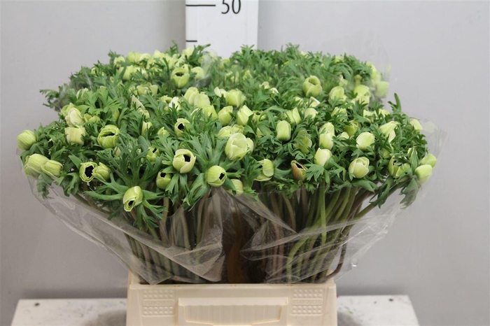 <h4>Anem Co Mar Panda</h4>