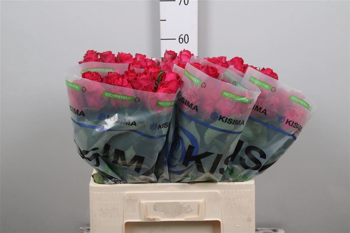 <h4>R Gr Madam Cerise</h4>