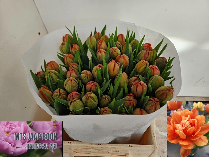 <h4>TU DU CARACAS</h4>