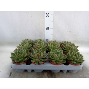 Echeveria   ...not flowering