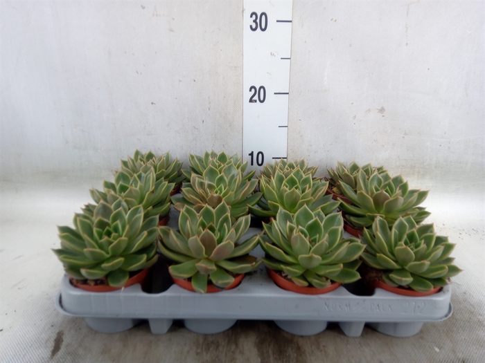<h4>Echeveria   ...not flowering</h4>