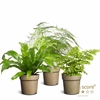 Tropical Fern Collection