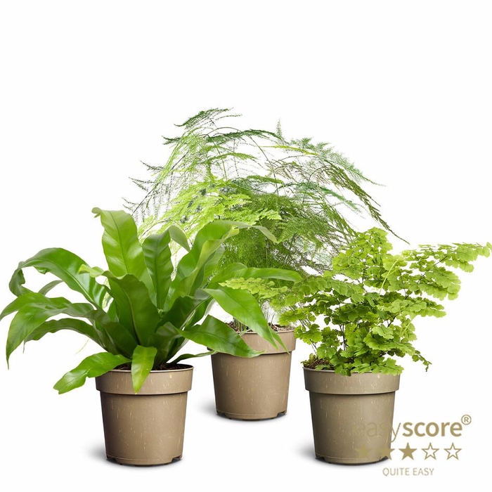 Tropical Fern Collection