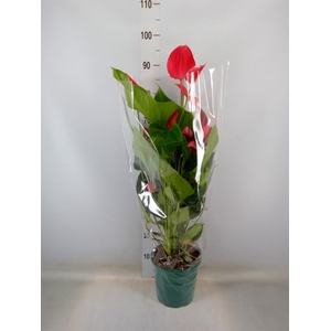 Anthurium andr. 'Melodia Ibis'