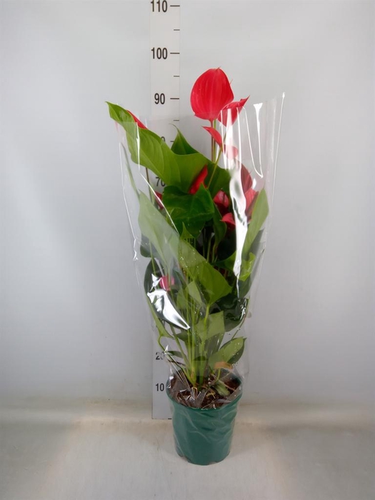 <h4>Anthurium andr. 'Melodia Ibis'</h4>