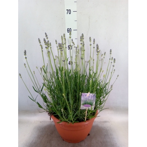 Lavandula angus. 'Munstead'