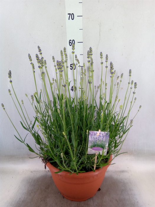 <h4>Lavandula angus. 'Munstead'</h4>