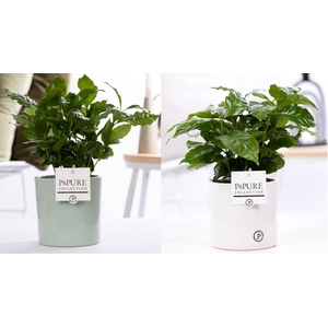 Coffea Arabica in P&PURE Essential ceramics ass. 2