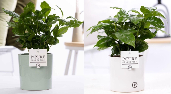<h4>Coffea Arabica in P&PURE Essential ceramics ass. 2</h4>