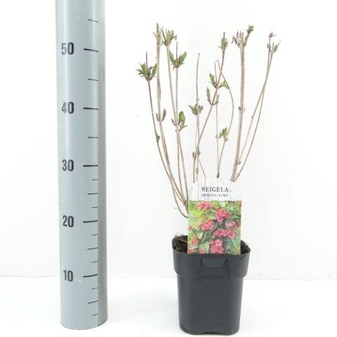 <h4>Weigela Bristol Ruby</h4>