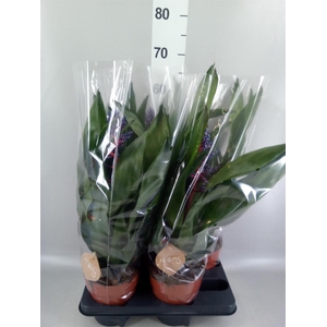 Aechmea   ...