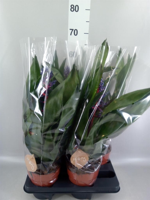 <h4>Aechmea ...</h4>