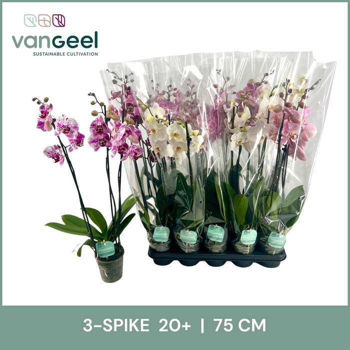 <h4>PHAL GEM 5 KL</h4>