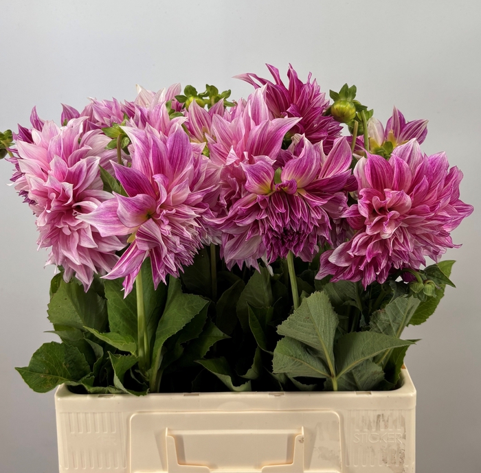 <h4>DAHL CAFE LAIT ROYAL</h4>