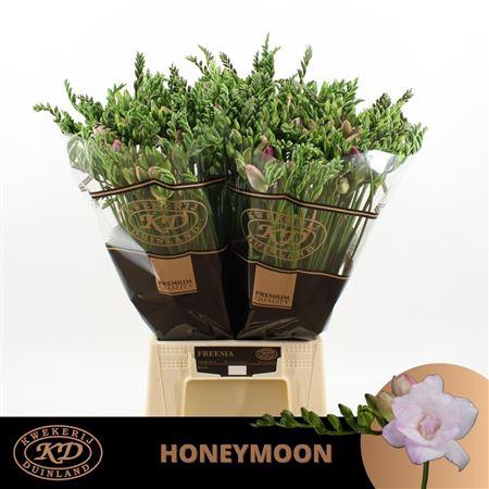 <h4>Fr Du Honeymoon 23gr [ Duinland ]</h4>