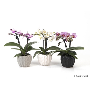 PHALAENOPSIS-HYBRID P6