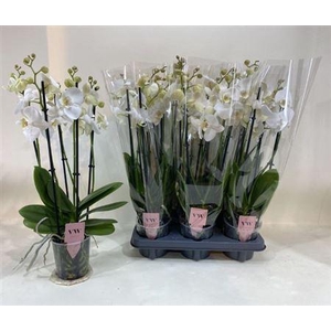 Phal An Inverness 5 Branches 30+