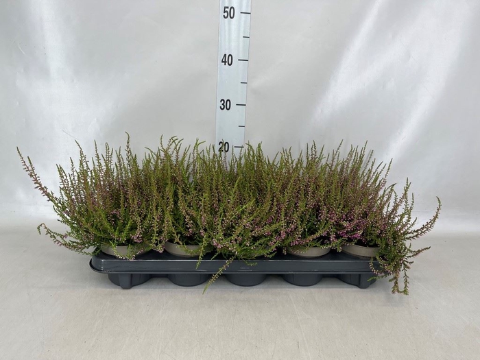 Calluna vulg. 'Tib'