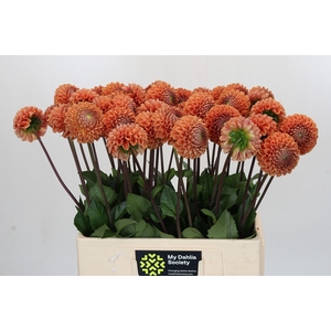 Dahlia Cornel Bronze