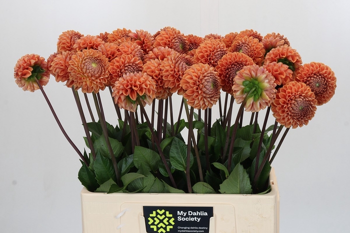 <h4>Dahlia Cornel Bronze</h4>