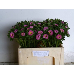 CALLIS MATS PINK