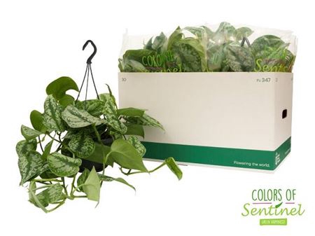<h4>Scindapsus Pictus Trebie</h4>
