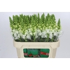 Antirrhinum Antibes White