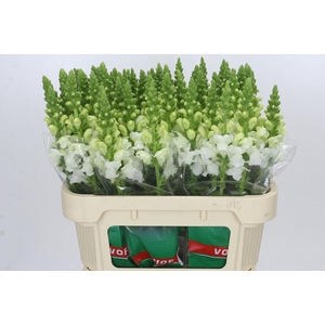Antirrhinum Antibes White