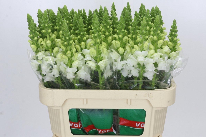 <h4>Antirrhinum Antibes White</h4>