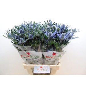 ERYN MAG BLUE LAGOON