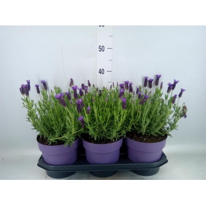 Lavandula stoec. 'Anouk'