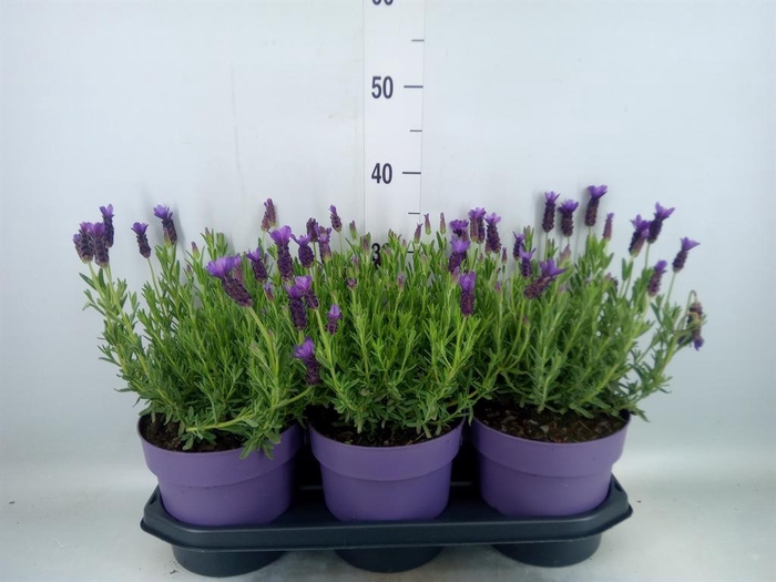 <h4>Lavandula stoec. 'Anouk'</h4>